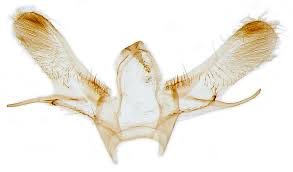 Attēlu rezultāti vaicājumam “Cyclophora pendularia”