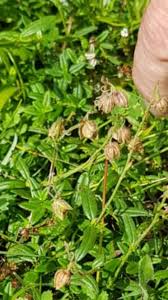 Attēlu rezultāti vaicājumam “Helianthemum nummularium leaf”