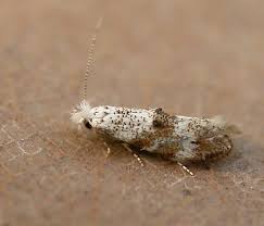 Attēlu rezultāti vaicājumam “Bucculatricidae”