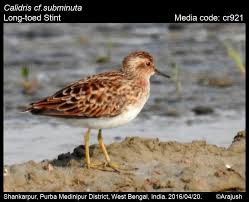 Image result for Calidris subminuta