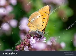 Attēlu rezultāti vaicājumam “Lycaena virgaureae female”