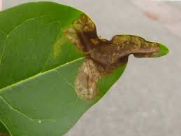 Attēlu rezultāti vaicājumam “Gracillaria syringella larva”