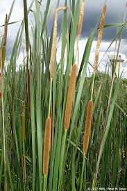 Attēlu rezultāti vaicājumam “Typha angustifolia  fruit”