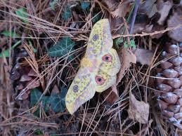 Attēlu rezultāti vaicājumam “Capsus ater imago”