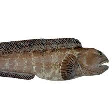 Image result for Anarhichas denticulatus