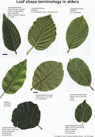 Attēlu rezultāti vaicājumam “Alnus incana leaf”