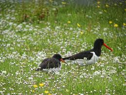 Attēlu rezultāti vaicājumam “Haematopus ostralegus adult”