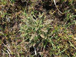 Attēlu rezultāti vaicājumam “Pedicularis palustris fruit”