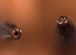 Attēlu rezultāti vaicājumam “Hypochaeris radicata fruit”