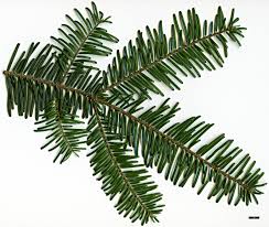 Attēlu rezultāti vaicājumam “Abies”