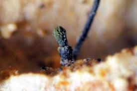 Attēlu rezultāti vaicājumam “Microcalicium disseminatum”