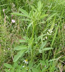 Attēlu rezultāti vaicājumam “Melilotus albus flower”