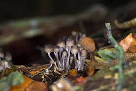 Attēlu rezultāti vaicājumam “Mycena stipata”