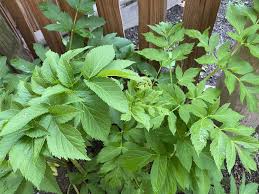 Attēlu rezultāti vaicājumam “Angelica archangelica leaf”