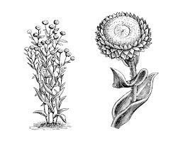Image result for Helichrysum foetidum