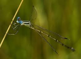 Attēlu rezultāti vaicājumam “Lestidae”