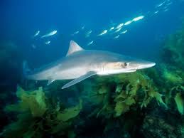 Image result for Galeorhinus galeus