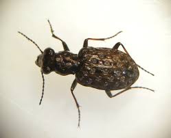 Attēlu rezultāti vaicājumam “Elaphrus cupreus”