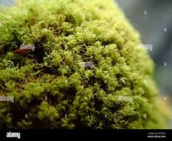 Attēlu rezultāti vaicājumam “Gymnostomum calcareum macro”