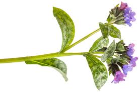 Image result for Pulmonaria officinalis
