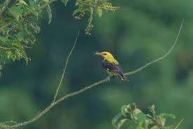 Attēlu rezultāti vaicājumam “Oriolus oriolus male”