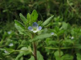 Attēlu rezultāti vaicājumam “Veronica agrestis”