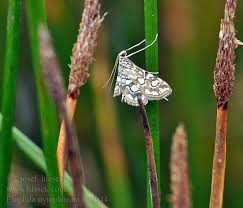 Attēlu rezultāti vaicājumam “Elophila nymphaeata”