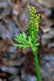 Attēlu rezultāti vaicājumam “Botrychium matricariifolium”