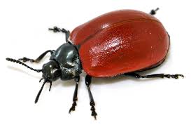 Attēlu rezultāti vaicājumam “Chrysomela populi”