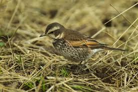 Image result for Turdus eunomus
