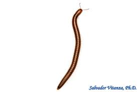 Attēlu rezultāti vaicājumam “Diplopoda”