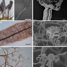 Attēlu rezultāti vaicājumam “Stemonitopsis typhina macro”