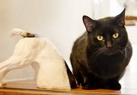 Afbeeldingsresultaat voor katten