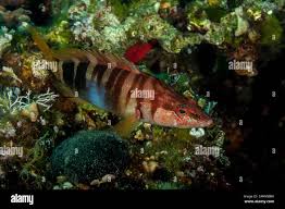 Image result for Serranus scriba