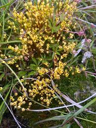 Attēlu rezultāti vaicājumam “Splachnum ampullaceum sporophyte”