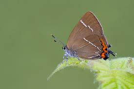 Attēlu rezultāti vaicājumam “Satyrium w-album underside”