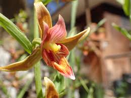 Attēlu rezultāti vaicājumam “Epirranthis diversata upperside”