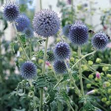 Image result for Blaudistel