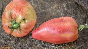 Afbeeldingsresultaat voor stump of the world tomato