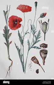 Attēlu rezultāti vaicājumam “Papaver rhoeas”