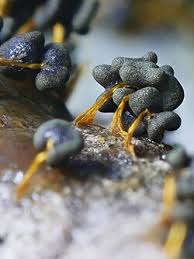 Attēlu rezultāti vaicājumam “Physarum conglomeratum macro”