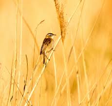 Image result for Locustella luscinioides