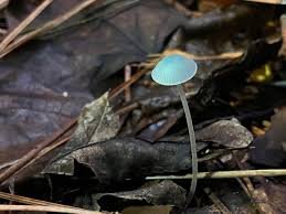 Attēlu rezultāti vaicājumam “Mycena belliarum”