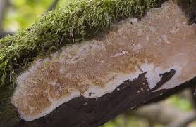 Attēlu rezultāti vaicājumam “Ceriporiopsis resinascens”