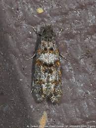 Attēlu rezultāti vaicājumam “Tineidae”