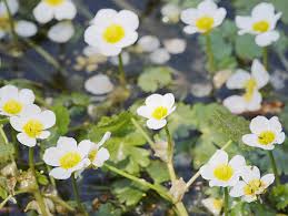 Attēlu rezultāti vaicājumam “Batrachium circinatum leaf”