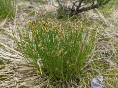 Attēlu rezultāti vaicājumam “Trichophorum cespitosum”