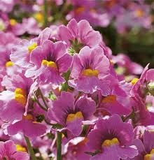 Image result for Elfenspiegel