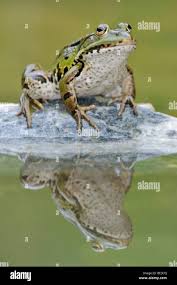 Attēlu rezultāti vaicājumam “Pelophylax adult”