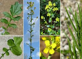 Attēlu rezultāti vaicājumam “Barbarea vulgaris subsp. arcuata”